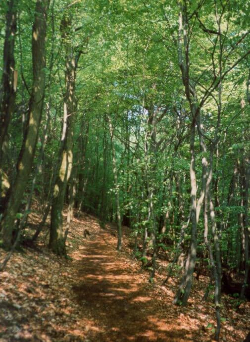 Walking in Dalby Forest
