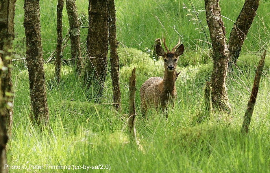 Just grazing